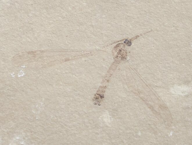 Fossil Crane Fly From Utah - Wingspan #9889